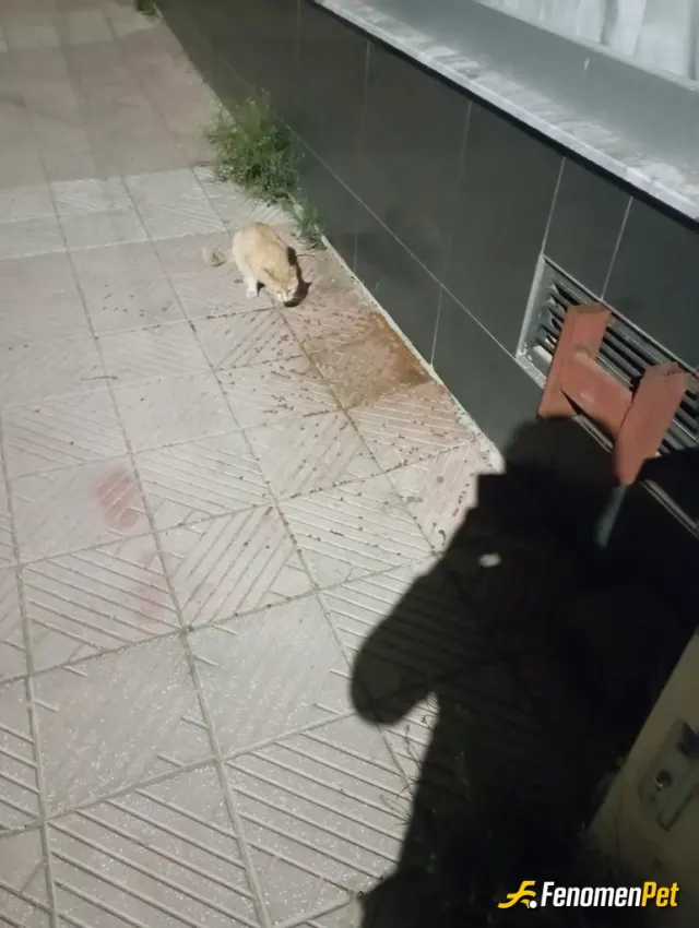 Sokak hayvanı besleme: Pati dostu her zaman 👍