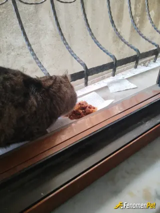 Sokak hayvanı besleme: ❤️‍🔥🐱🐱