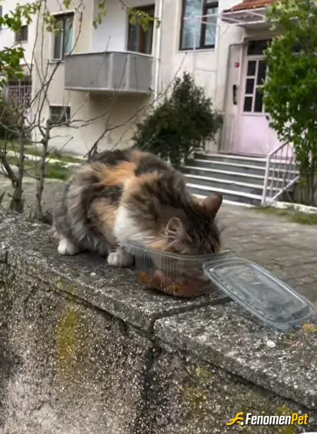 Sokak hayvanı besleme: Fenomenpet kedi dostu patilerde kazanır