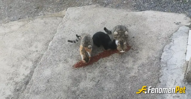Sokak hayvanı besleme: Patileri koruma