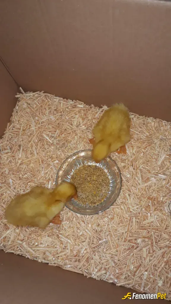 Sokak hayvanı besleme: 🐥🐥