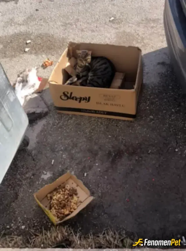 Sokak hayvanı besleme: Sitenin önündeler sürekli besliyorummm