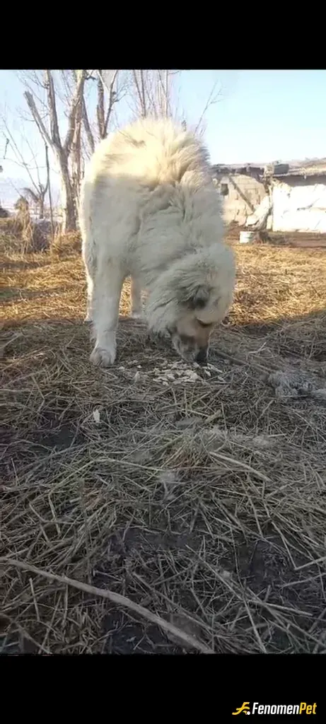 Sokak hayvanı besleme: Bizim ahırın oraya gelmişti baktım aç bende gittim evde biraz köpek maması vardı aldım verdim