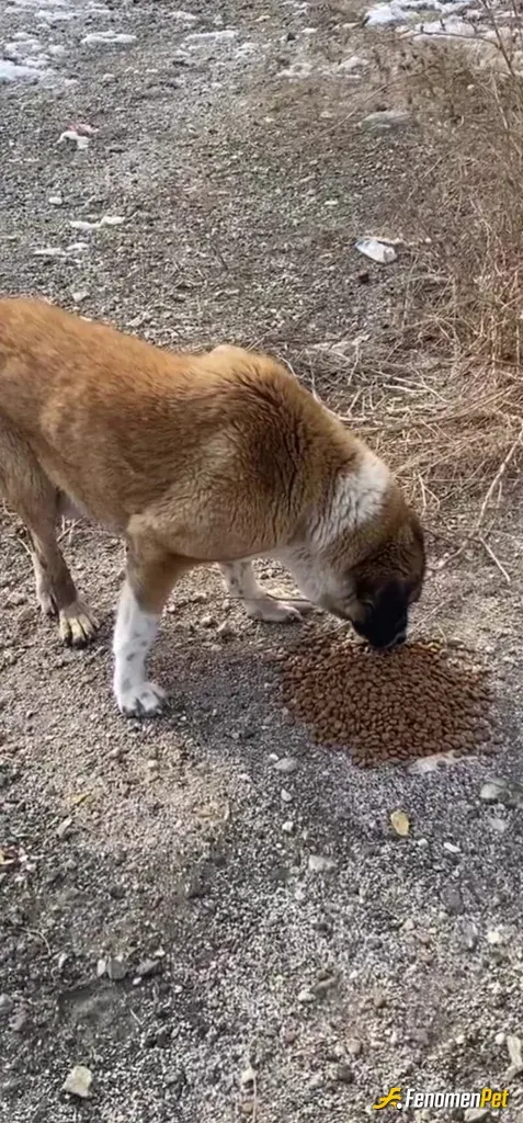 Sokak hayvanı besleme: mama desteği