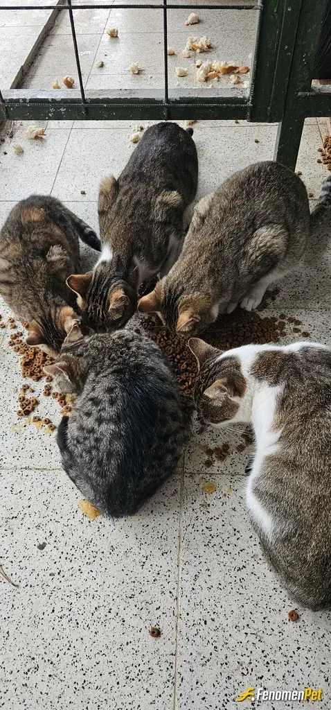 Sokak hayvanı besleme: Elimden geldiğince mama alarak onlara takviyesi bulunuyorum