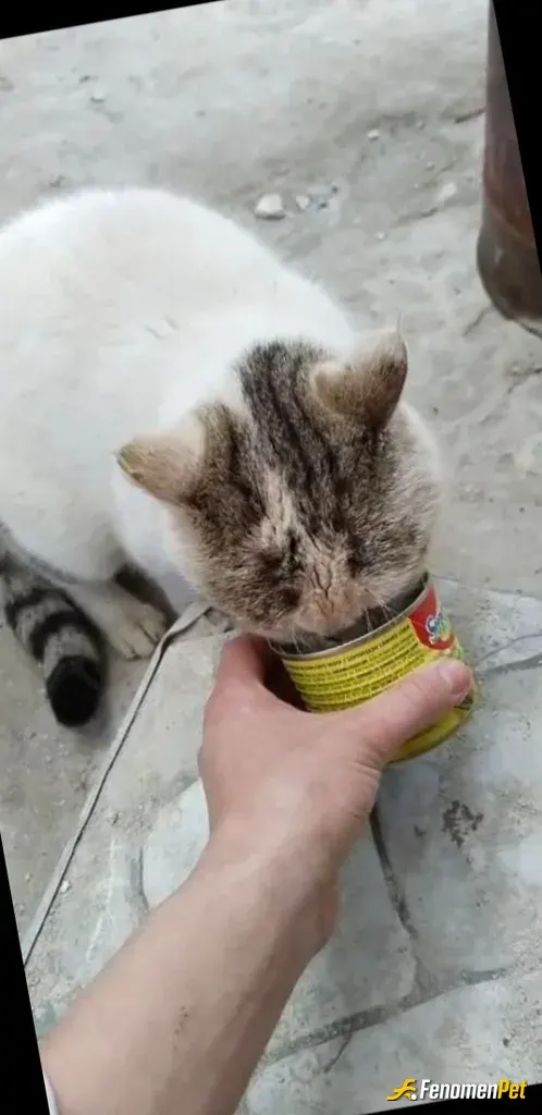Sokak hayvanı besleme: Hergun günlük mamasını verdiğim 4 kedi var