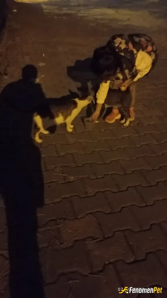 Sokak hayvanı besleme: Bir kap su bir kap mama sınırsız mutluluk