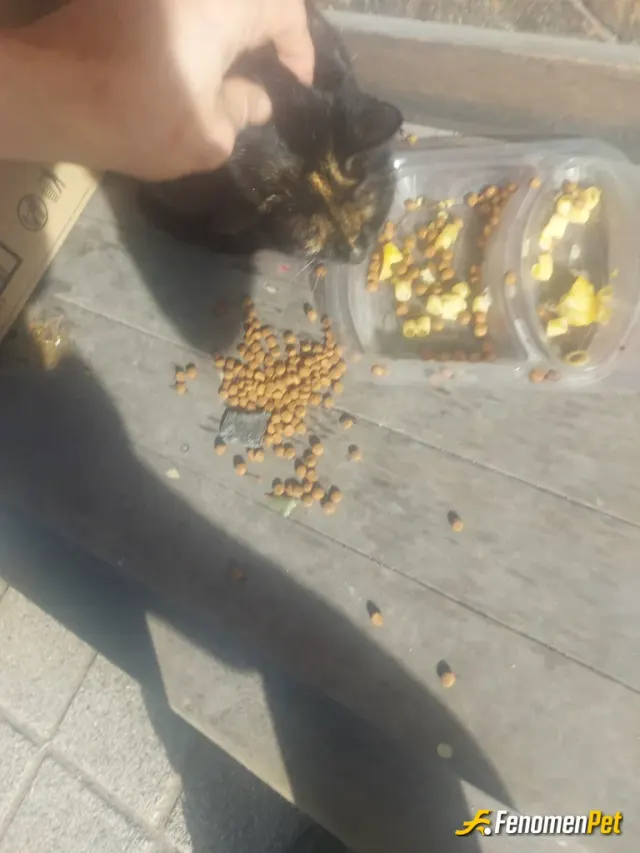 Sokak hayvanı besleme: Petshp yaş mama ve ev yemekleri
