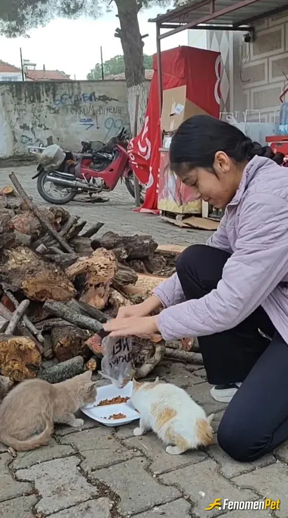 Sokak hayvanı besleme: Fenomenpetkedidostu