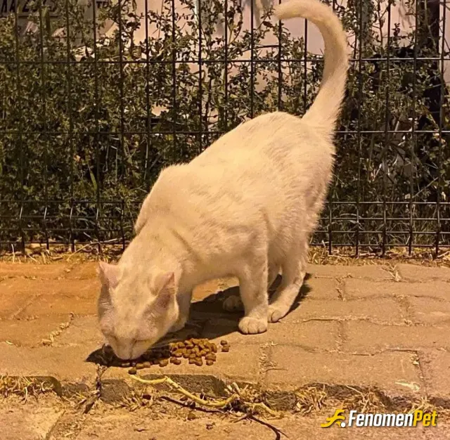 Sokak hayvanı besleme: bu güzelliği besledim