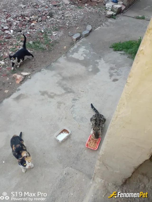 Sokak hayvanı besleme: Her gün yemek her gün mama ile besliyorum