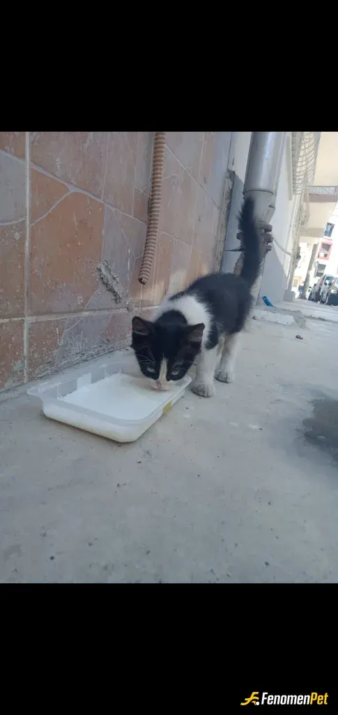Sokak hayvanı besleme: Önüne bir kap süt - su karışımı koydum, kana kana içti:)