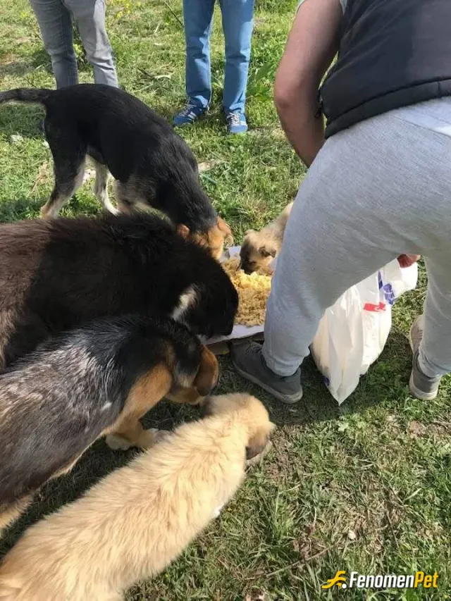 Sokak hayvanı besleme: Hepimiz canlıyız
