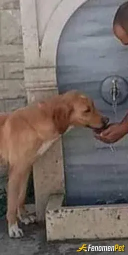 Sokak hayvanı besleme: Ben köylü insanım köpekler en yakın dostumdur ekmeğimi n yarısı veririm