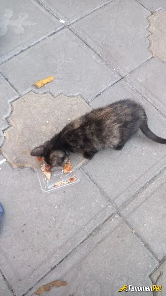 Sokak hayvanı besleme: normalde bu farkındalıkta biri değildim. bayram ve sizin kampanyanız dolasıyla kıymalı börekle besledim:))