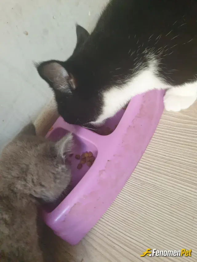 Sokak hayvanı besleme: Hayvanlari sevin....