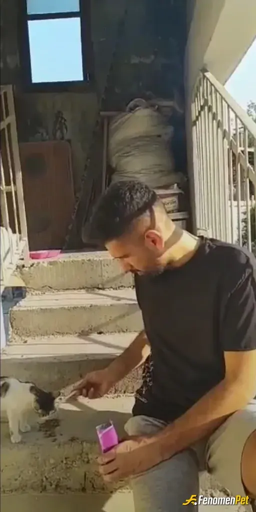Sokak hayvanı besleme: Evimin Önündeki Küçük Kedi Yavrusu