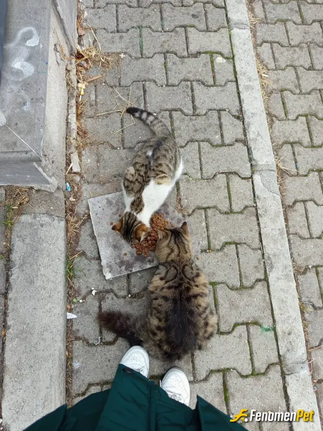 Sokak hayvanı besleme: Hayvanları sevmeliyiz.