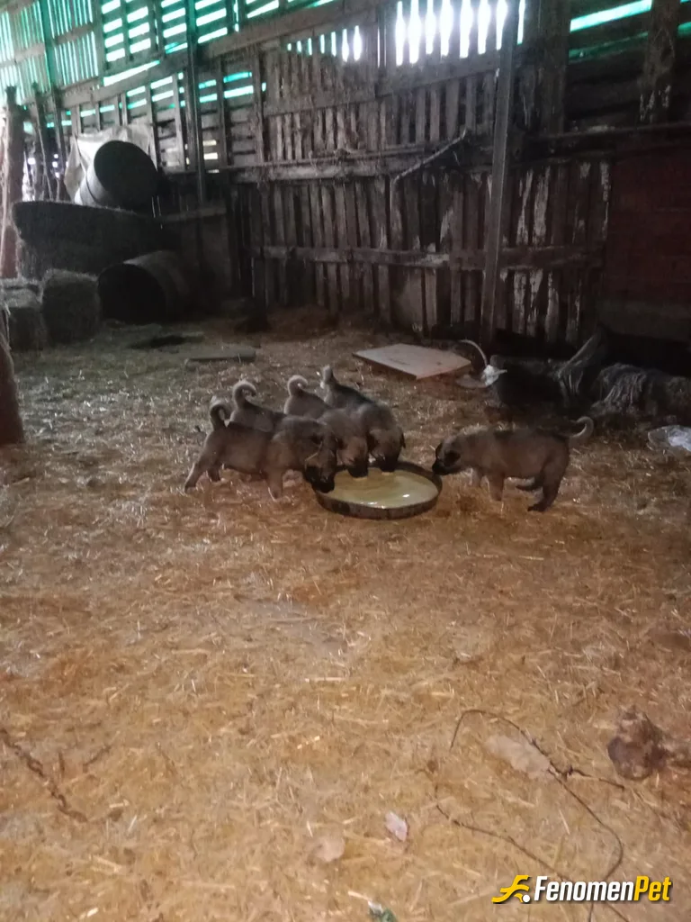 Sokak hayvanı besleme: Patili dostlar acıkmış