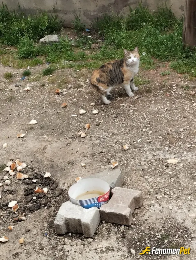 Sokak hayvanı besleme: Bu güzel yavruyu sütle besledim