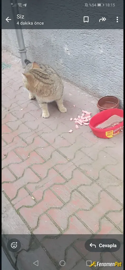 Sokak hayvanı besleme: Onlara yem ve su verıorum