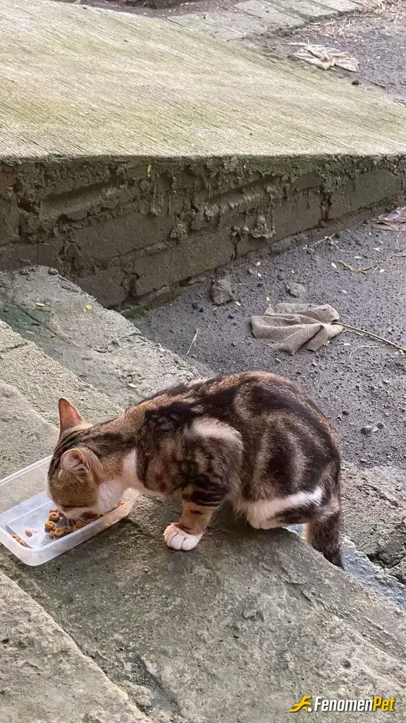 Sokak hayvanı besleme: Sokak hayvanları ❤️