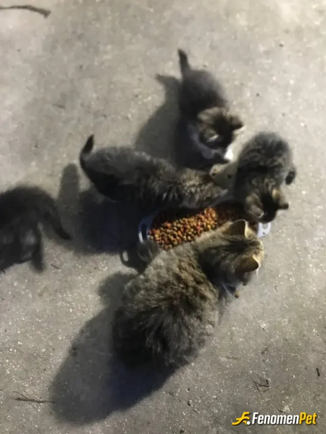 Sokak hayvanı besleme: Evimin önünden ayrılmıyorlardı zati :)) artık benim sayılırlar