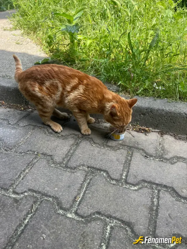 Sokak hayvanı besleme: Benim çalıştığım işyerimde baktığım erkek sarman kedim adını Rüştü koytum çok güzel çok tatlı ve akıllı dünya