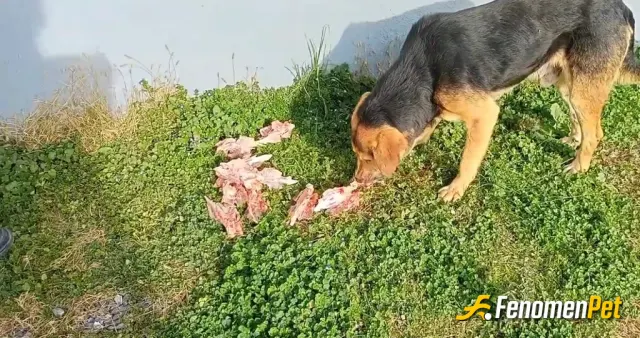 Sokak hayvanı besleme: Güzel dostlar