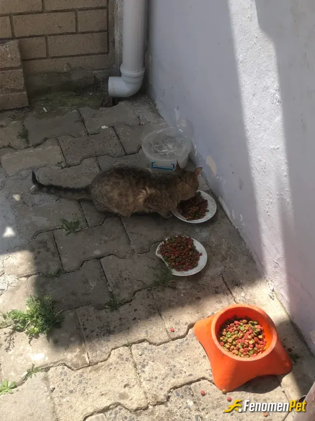 Sokak hayvanı besleme: Normalde kapımın önünde 15 tane kesi besliyorum şimdi sadece bir tanesi geldi hamile olanından hasta olanına b