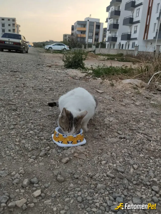 Sokak hayvanı besleme: Fenomet ile kazan kedi besle