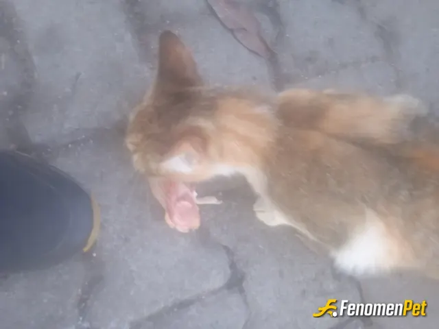 Sokak hayvanı besleme: Onlar candır