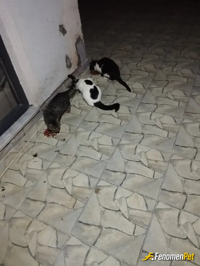 Sokak hayvanı besleme: Kendine ait iki kedim var evimizin etrafında yedi tane kedi var 15 kiloluk enjoy kedi maması alıyoruz ayda iki