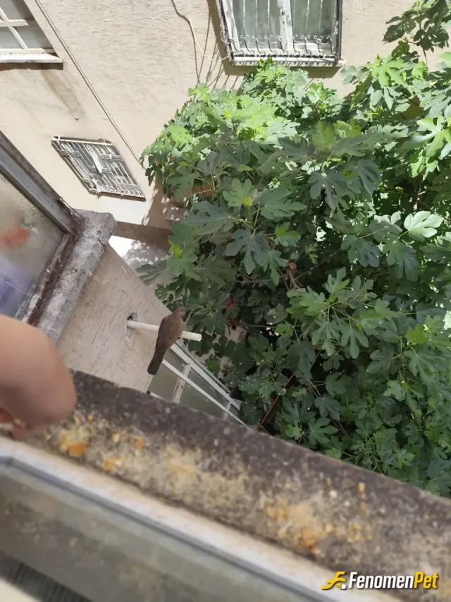Sokak hayvanı besleme: Patileri olmasada insanoğluna hiç bir zararı olmayan dostlarım bunlar. Normalde kurabiye elimde kırarken elim