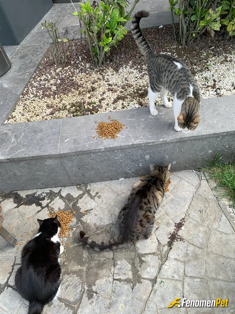 Sokak hayvanı besleme: #fenomenpet bunlar yavrularımmmmmmm