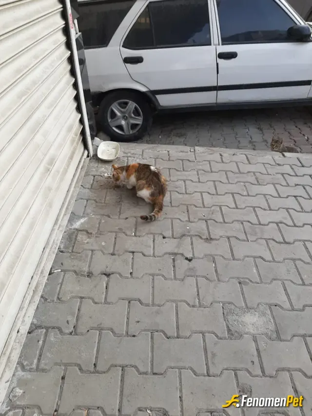 Sokak hayvanı besleme: #Fenomenpet
Evimin ordaki kediyi mama vererek besledim