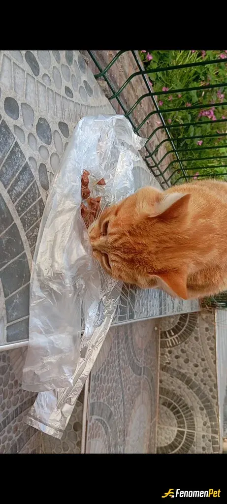 Sokak hayvanı besleme: Sitemin onune bulunan bir kedi insandan daha akıllı beni vorunce koşturuyor her gün 40 TL verip mama alıyorum.
