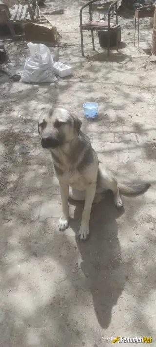 Sokak hayvanı besleme: Merhaba lar lütfen sokak hayvanlarına sahip çıkalım.