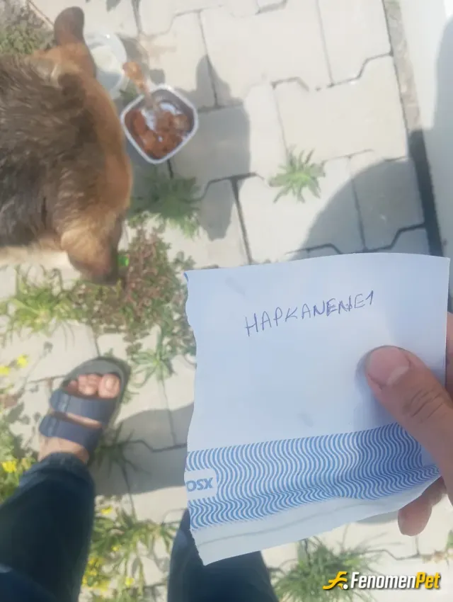 Sokak hayvanı besleme: Ben uzun süredir yardım ederim çocuklugumdan bu yana aılemde çünkü böyleler kedısı kopegıne kadar beslerız kon