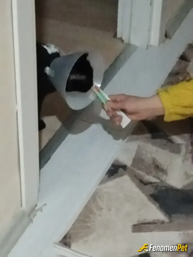 Sokak hayvanı besleme: Paşam hasta ama olsun biz her zaman yanlarındayız