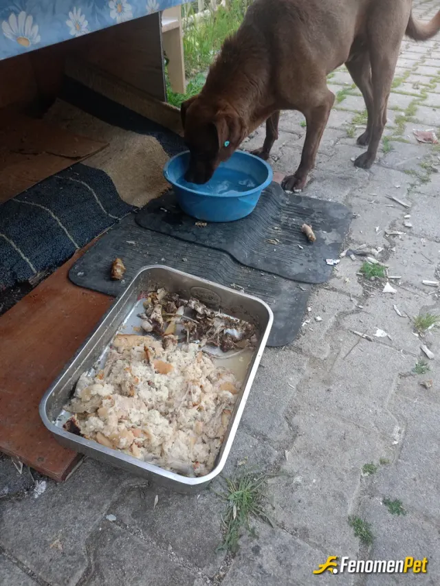 Sokak hayvanı besleme: Site içinde sahipsizler hergün  yemek vermek ve onlarla ilgilenmek harika..