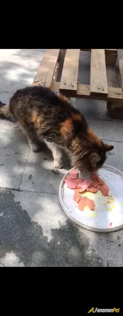 Sokak hayvanı besleme: Can bunlar can.1kap su 1kap mama ❤️