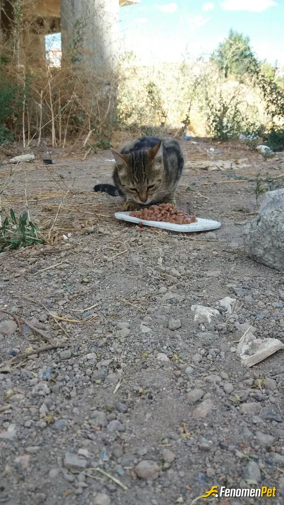 Sokak hayvanı besleme: Kedi Maması Pati Dostu
