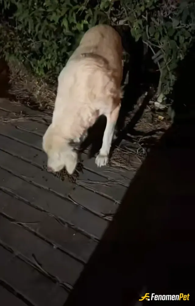 Sokak hayvanı besleme: Öncelikle bu ince davranışiniz için teşekkür ederim bu köpeği sahiplendim sanırım sokağa atılmış bir yavru art