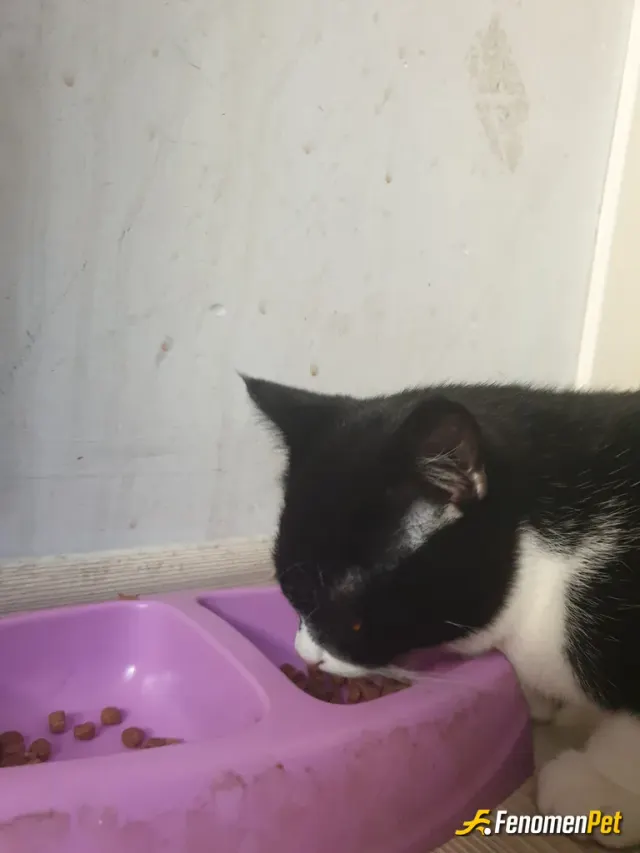 Sokak hayvanı besleme: Kapınıza yem su bırakın onlar için...