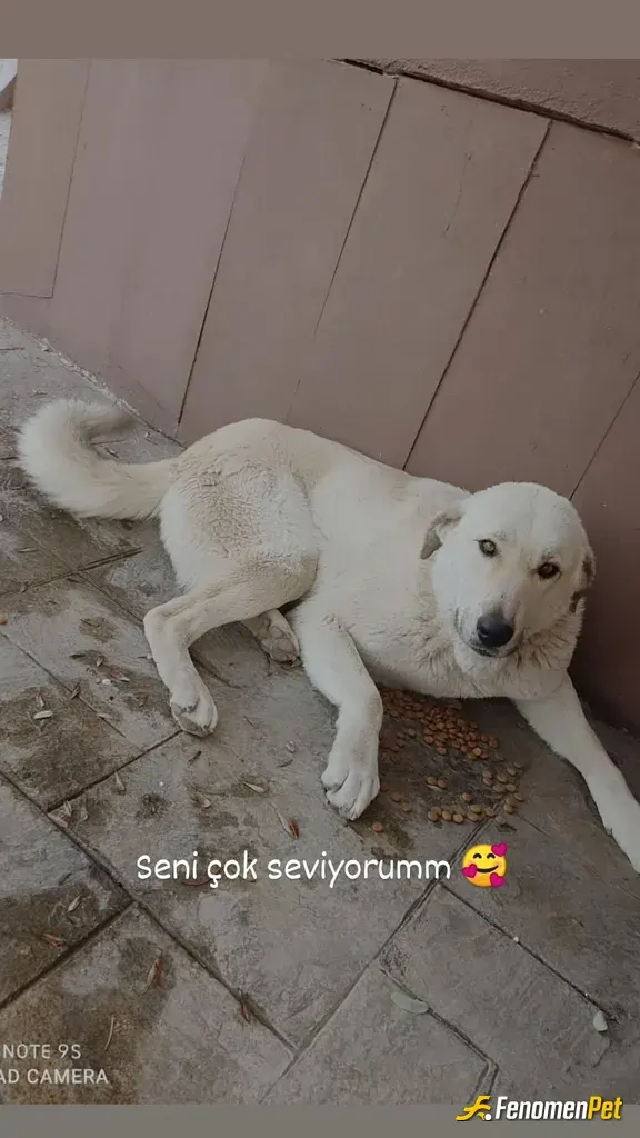 Sokak hayvanı besleme: Nasılda masum ve çok tatlı hele o beni gördüğünde kuyruğunu sallaması yok mu 💕💕