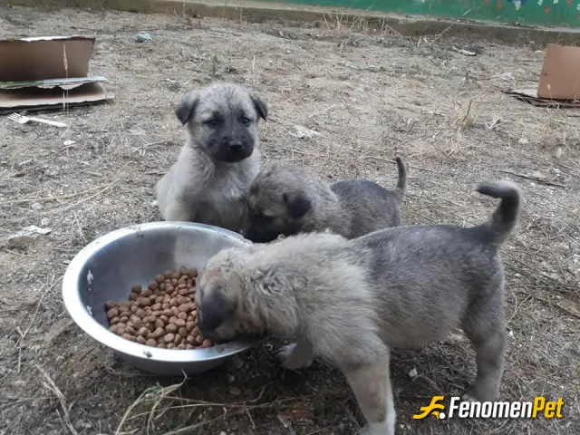 Sokak hayvanı besleme: İnsandan iyiler