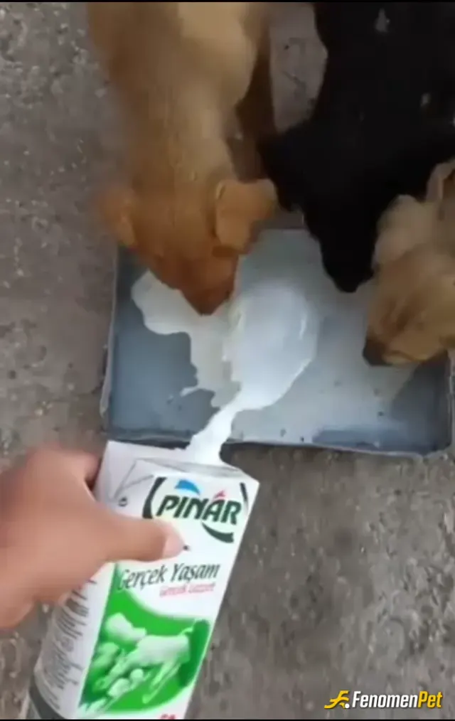 Sokak hayvanı besleme: Mahallemizin maskotları canım köpeciklerim her geldiklerinde sütlerini eksik etmem beni görür görmez hemen gel