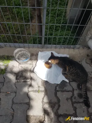 Sokak hayvanı besleme: allahın sessiz kulları