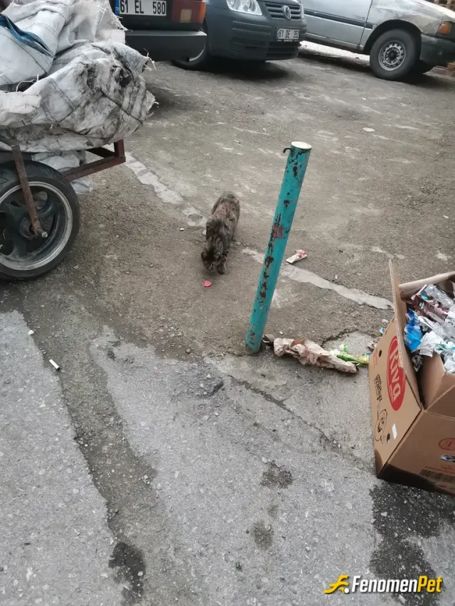 Sokak hayvanı besleme: Herzaman sokak hayvanlarını besliyoruz